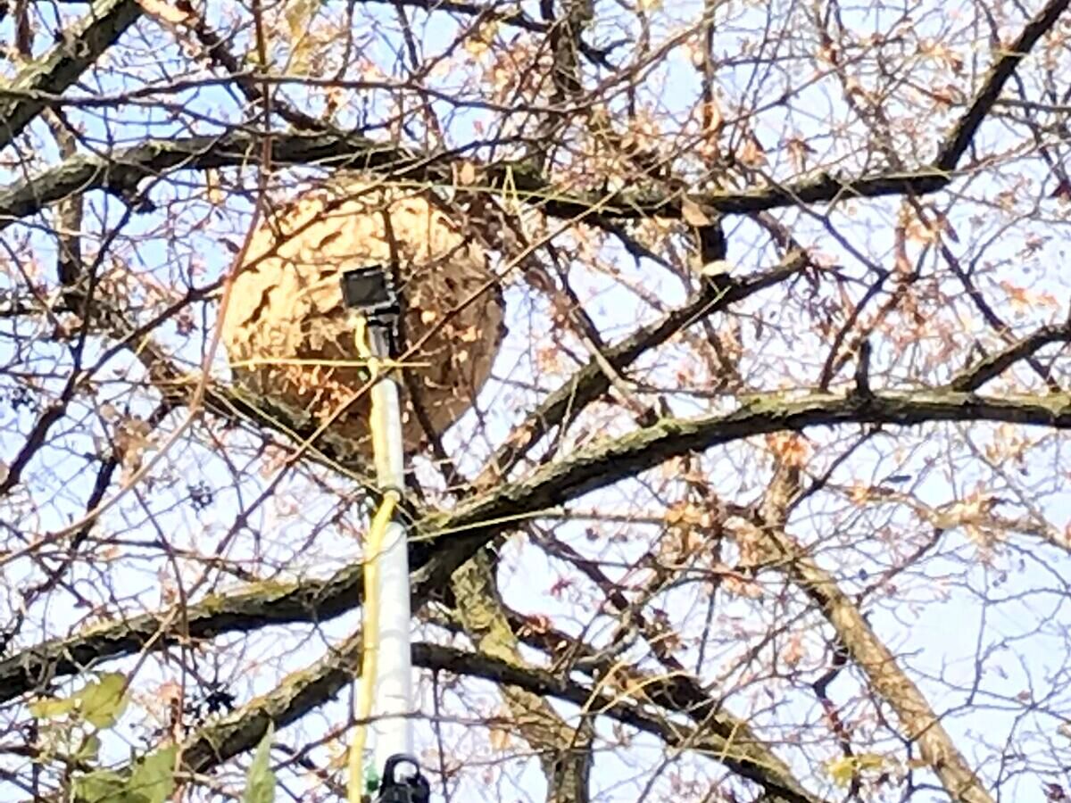 Telescopic pole fitted with a camera touching a secondary Asian hornet nest