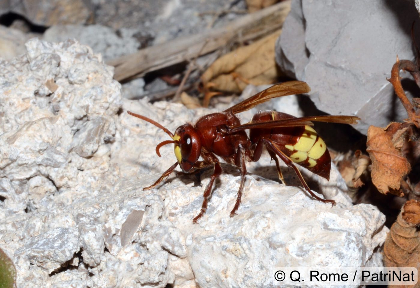 Oriental hornet worker (Vespa orientalis), reddish-brown with a broad yellow band, resting on a stone in Marseille