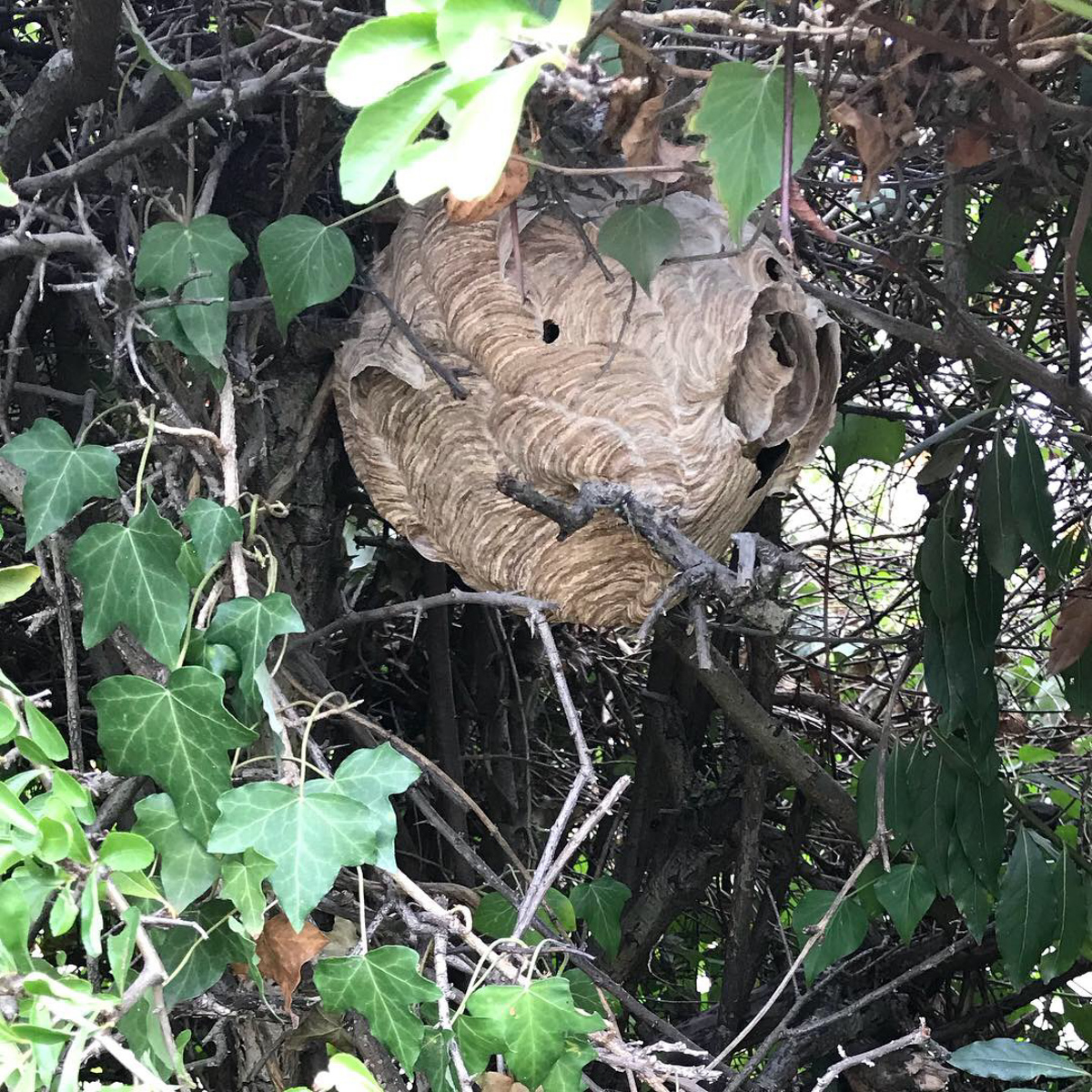 Asian hornet nest hidden in a hedge, among the ivy
