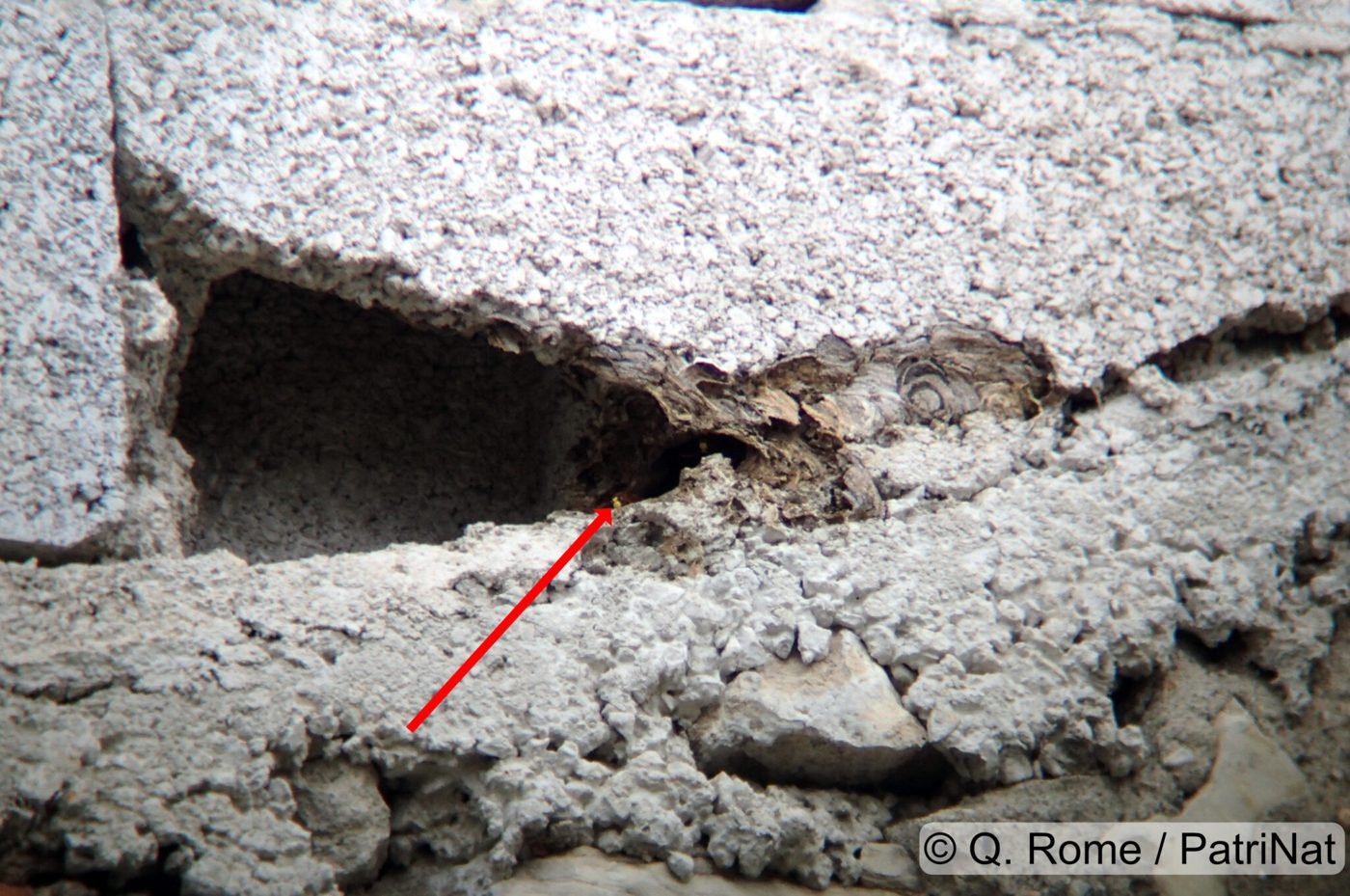 Entrance of an oriental hornet nest in a crack in a wall, marked by a red arrow, in Marseille