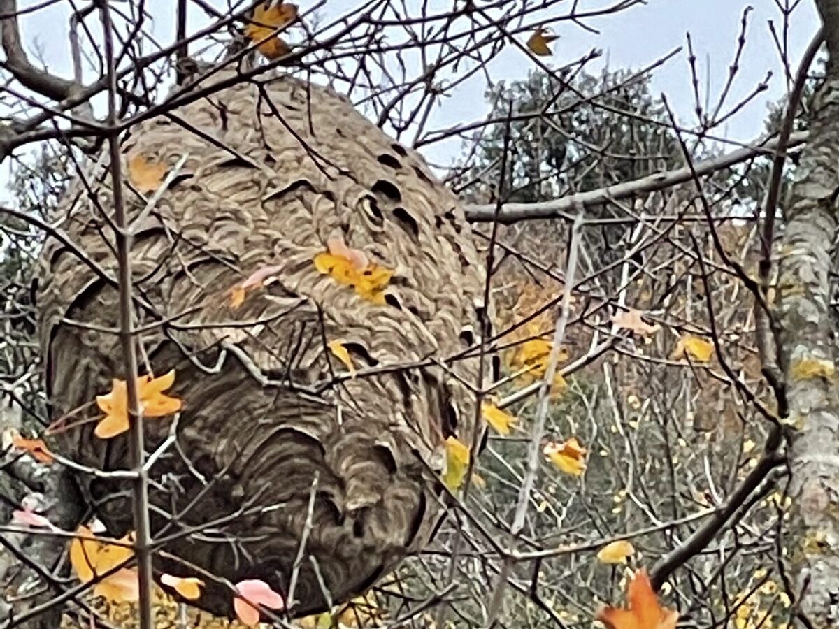 Secondary Asian hornet nest in a tree in autumn