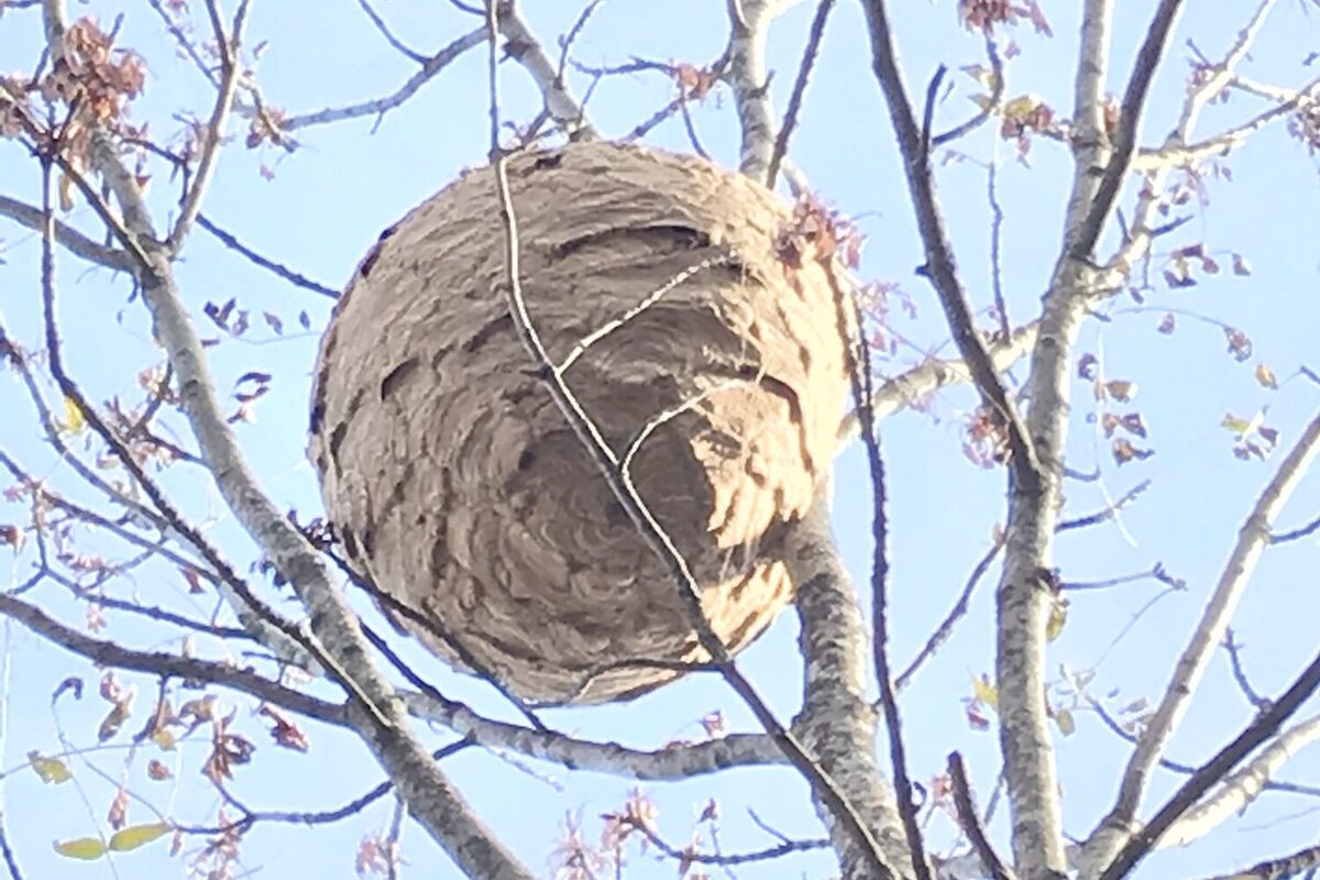 Nid secondaire de frelon asiatique haut perché dans un arbre