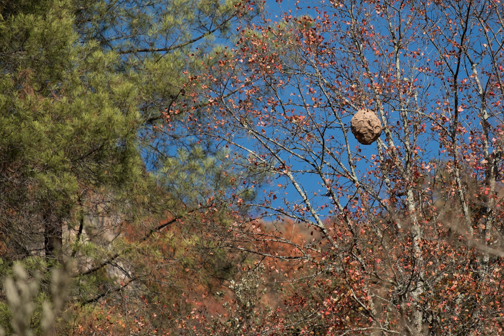 Secondary Asian hornet nest in a tree
